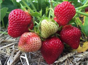 cropped-strawberrys1.jpg