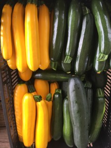 Zucchini