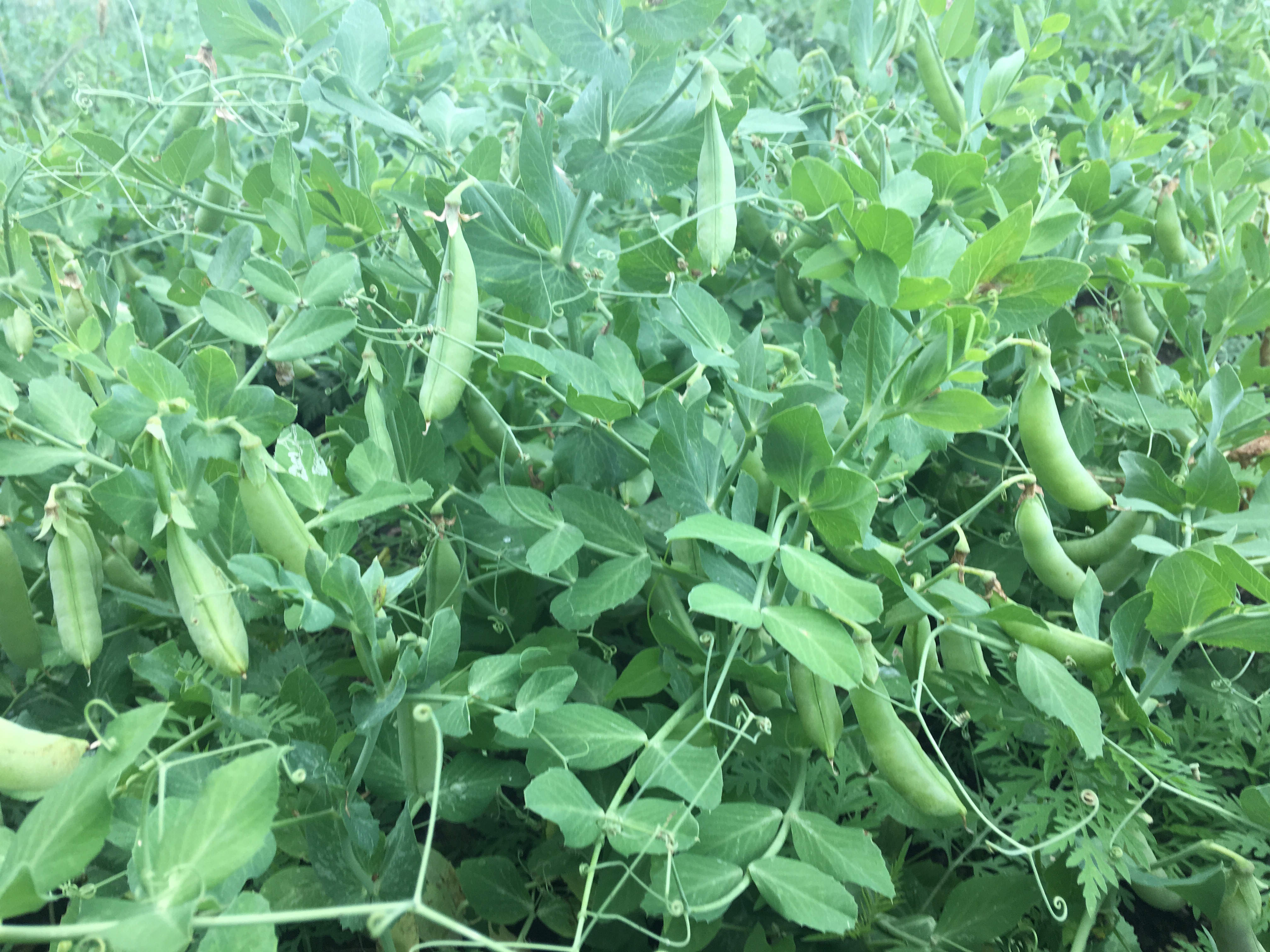 Sam's Produce photo