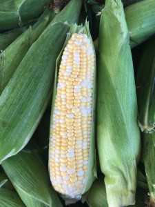 Sweet Corn Cob