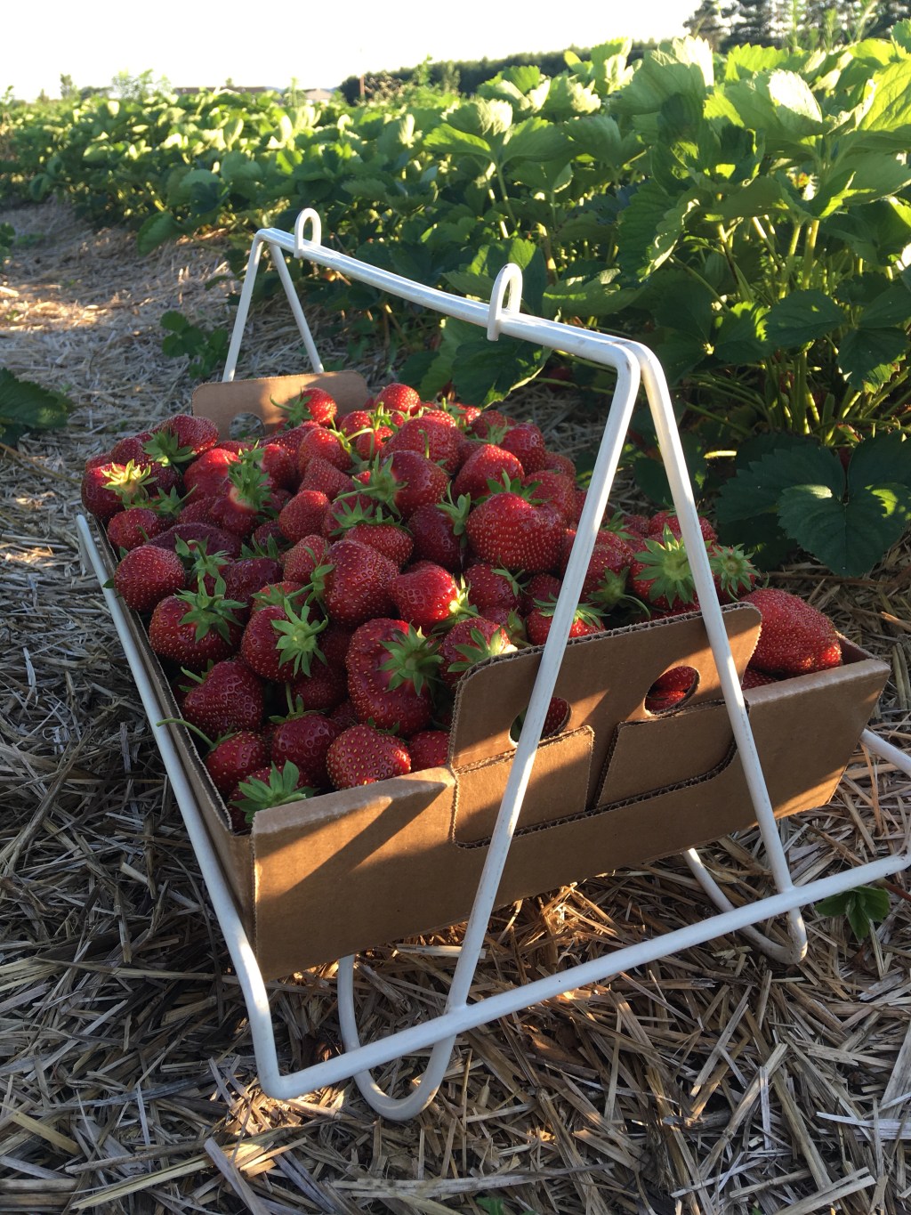 U-Pick Strawberries Sunday (June&nbsp;24th)