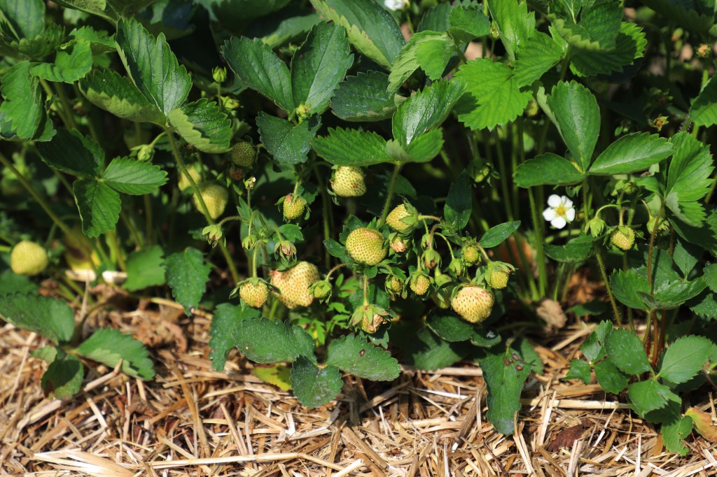 STRAWBERRY UPDATE JUNE 5, 2018