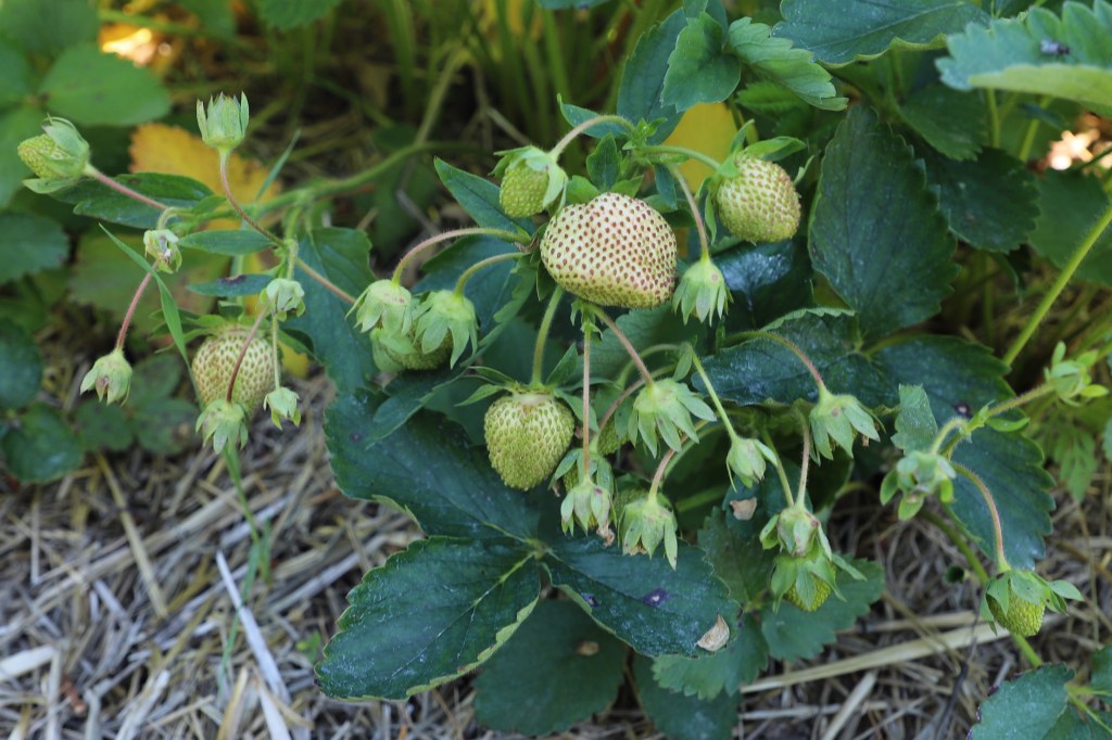 Strawberry Update June 14, 2019