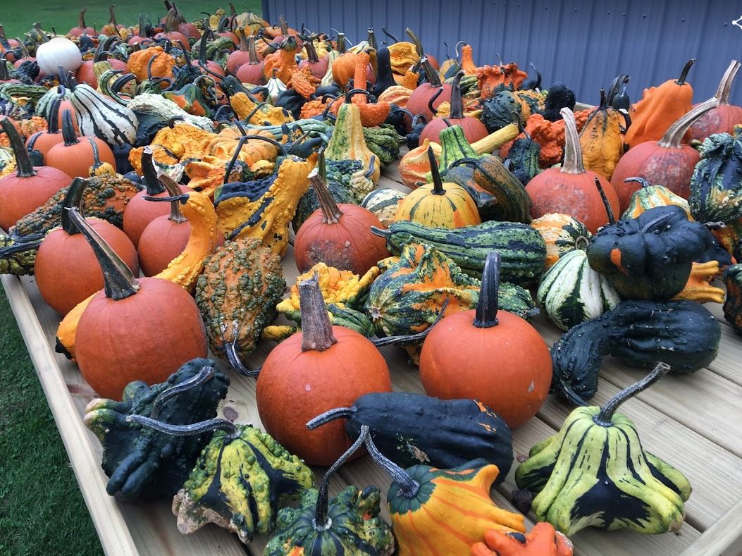 Gourds