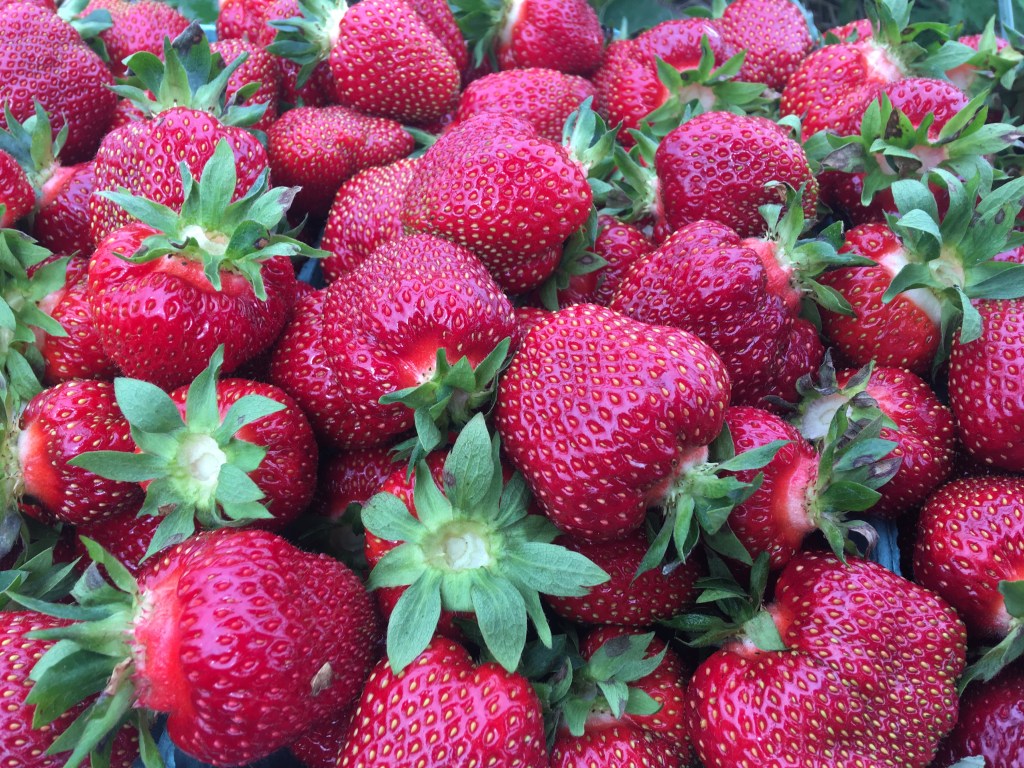 U-Pick Strawberries Opening Day, Wednesday, June&nbsp;26th!!