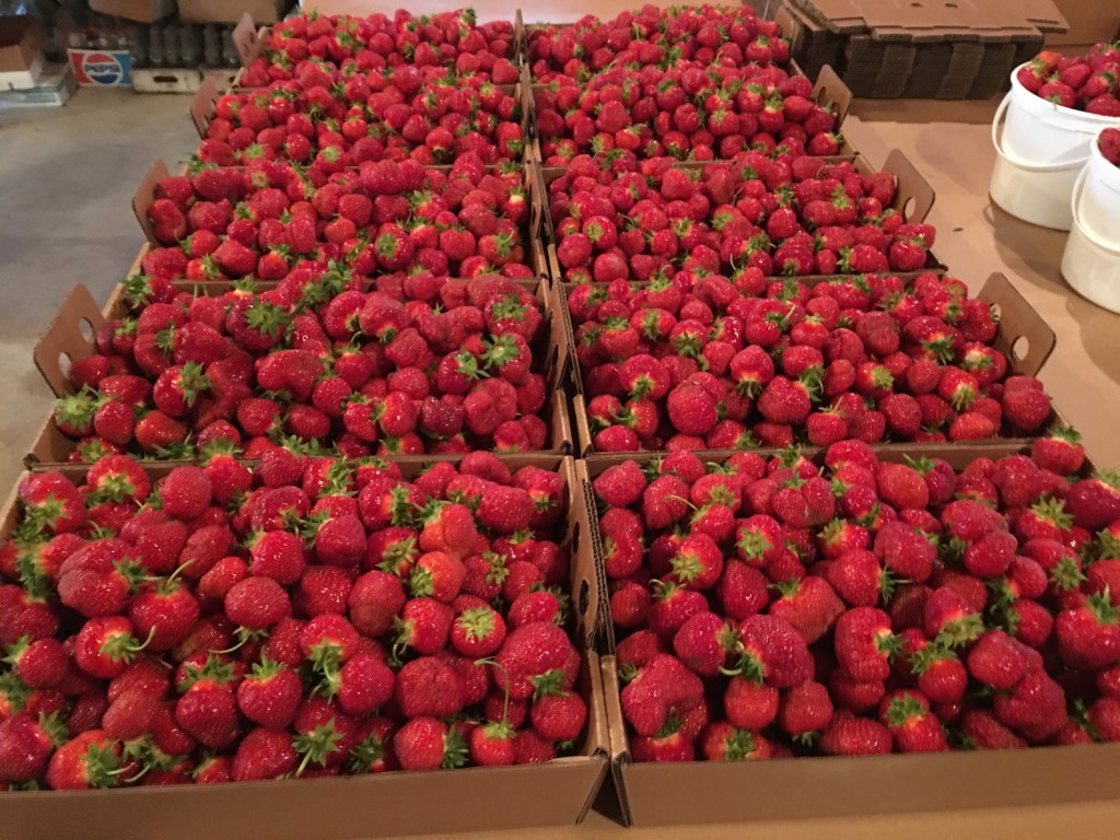 EXTRA PRE-PICK STRAWBERRIES, JULY 6TH!!&nbsp;🍓🍓🍓