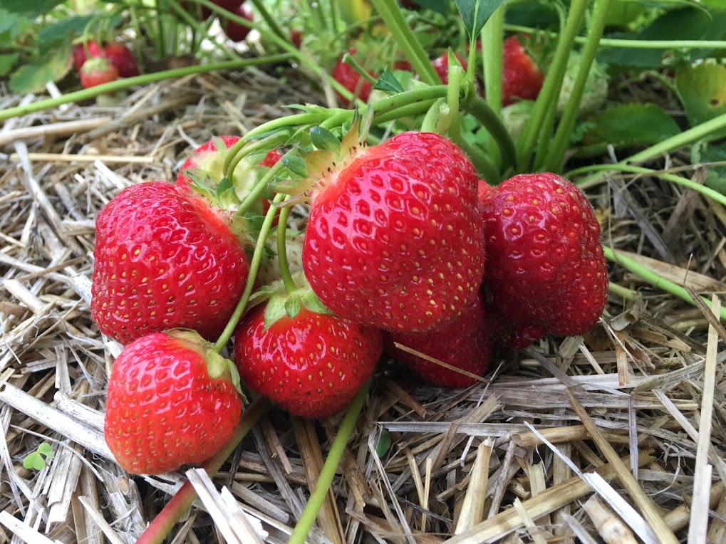 Strawberry Update July 2nd