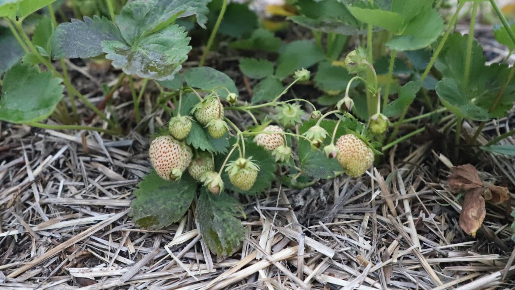 Strawberry Update June 6,&nbsp;2020