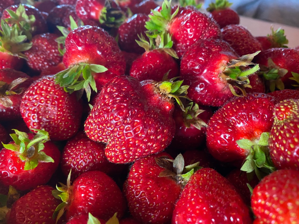 Strawberry Update June 19,&nbsp;2020