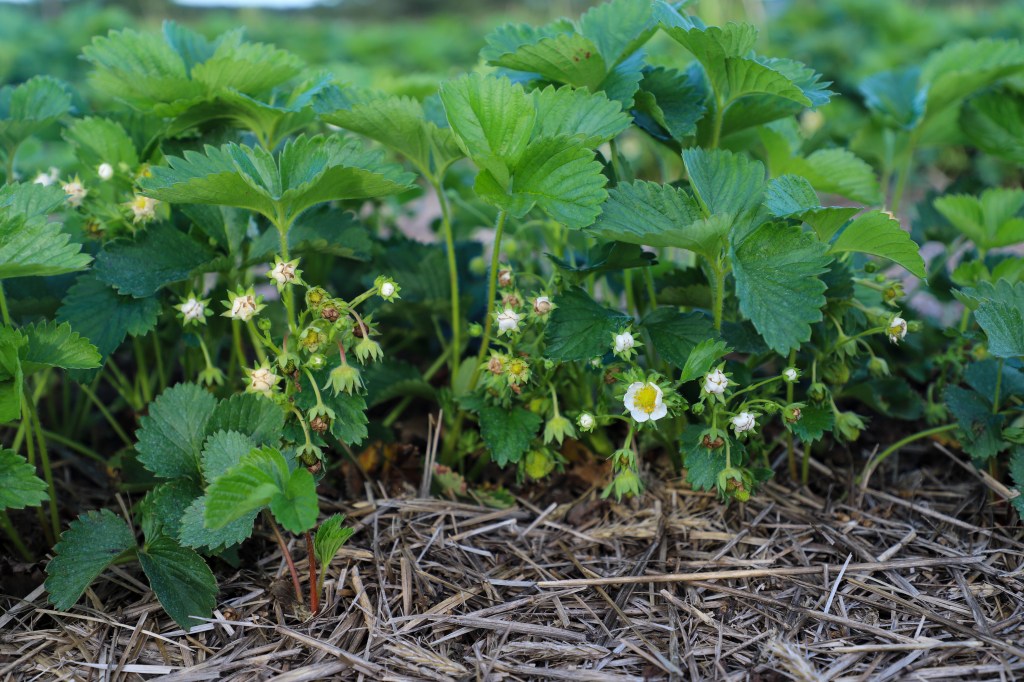 Strawberry Update May 30,&nbsp;2021