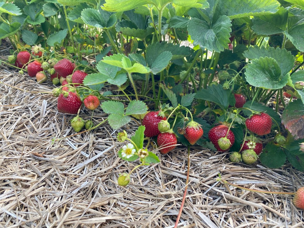 Strawberry Update June 19,&nbsp;2022