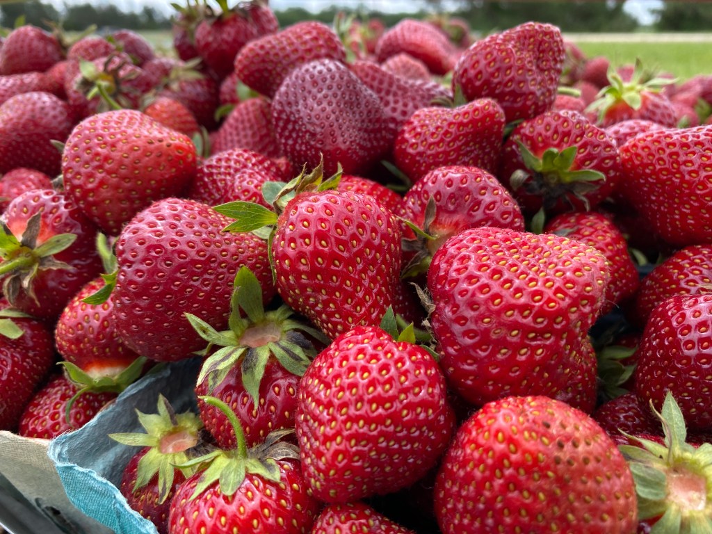 2024 Strawberry Season General&nbsp;Information
