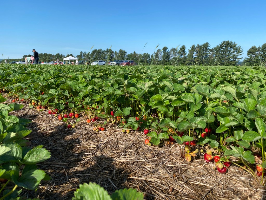 Strawberry Update June 24,&nbsp;2022