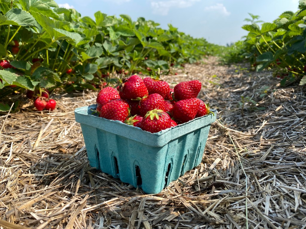 Strawberry Update June 27,&nbsp;2023