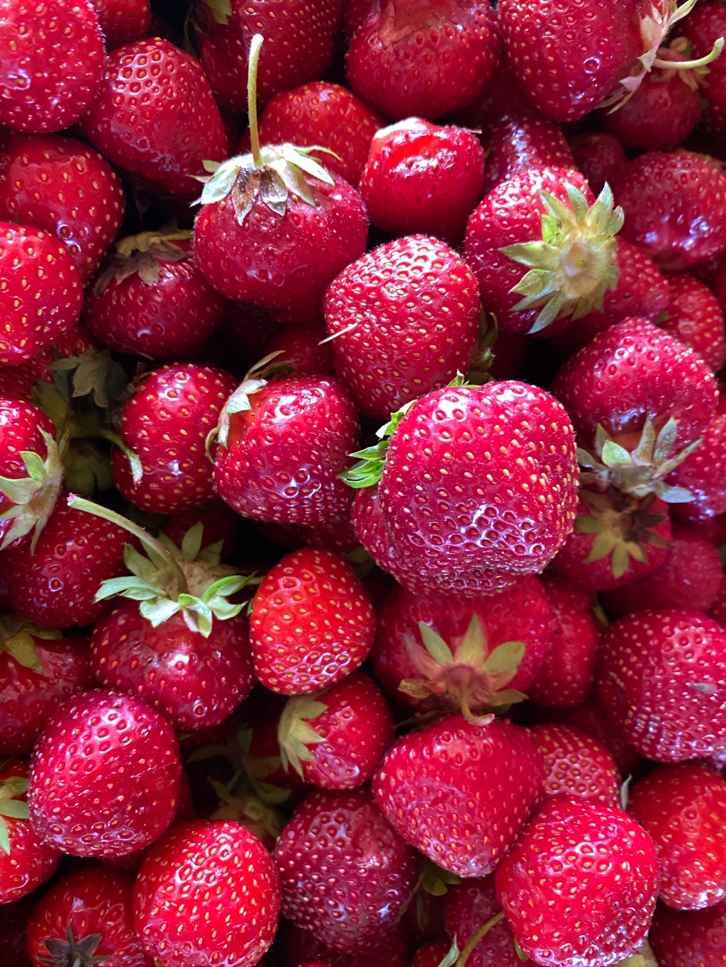 Strawberry Update June 30, 2023 (Final Days of&nbsp;Season)