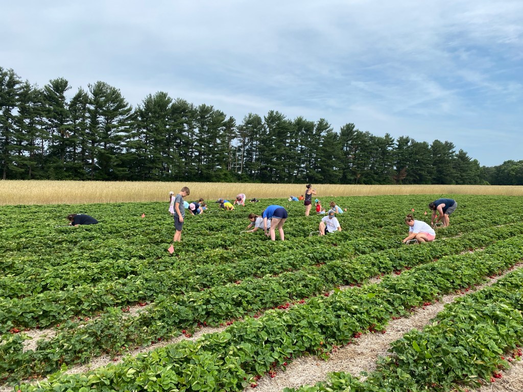 Strawberry Update July 1, 2023 (Final Day of The&nbsp;Season)
