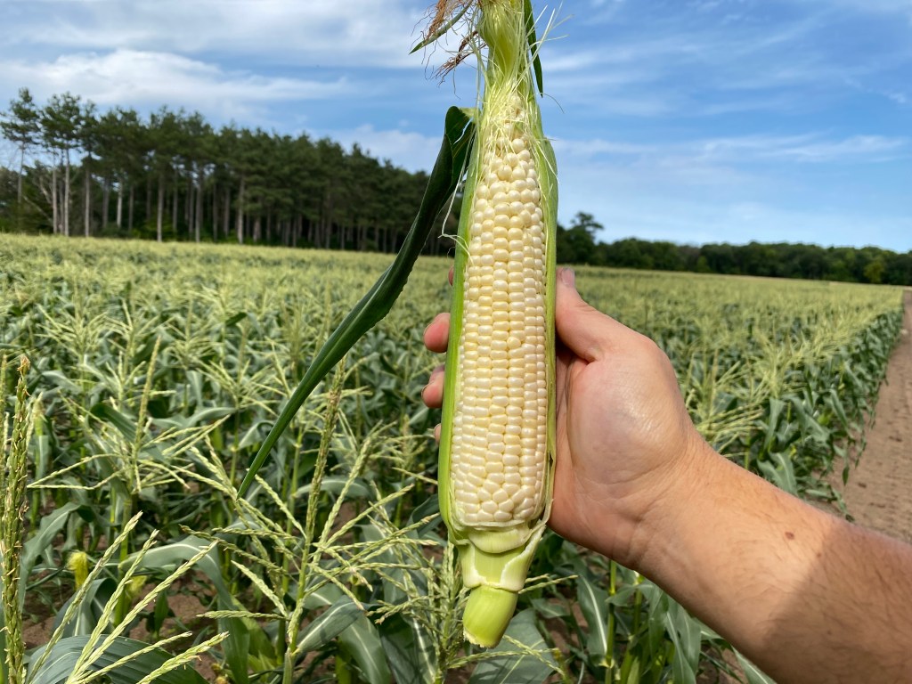 Produce Update July 13,&nbsp;2023