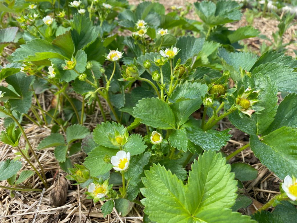 Strawberry Update May 29,&nbsp;2024