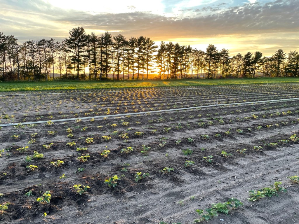 Closed for 2024 Strawberry and Pea&nbsp;Season