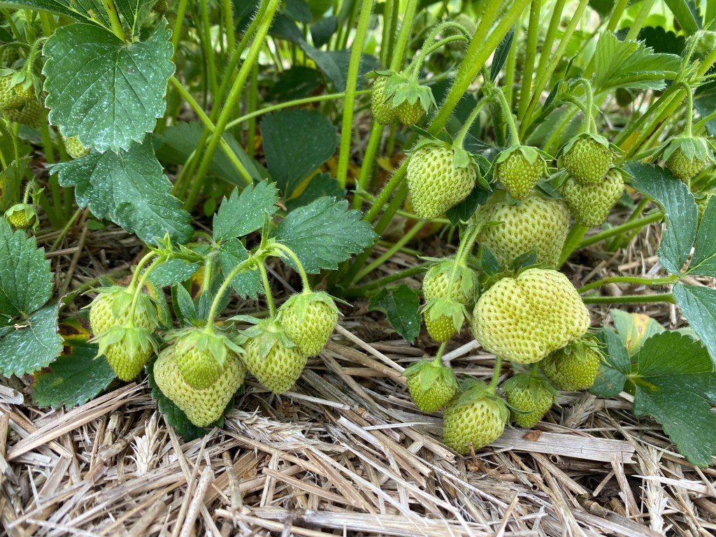 Strawberry Update, June 5,&nbsp;2024