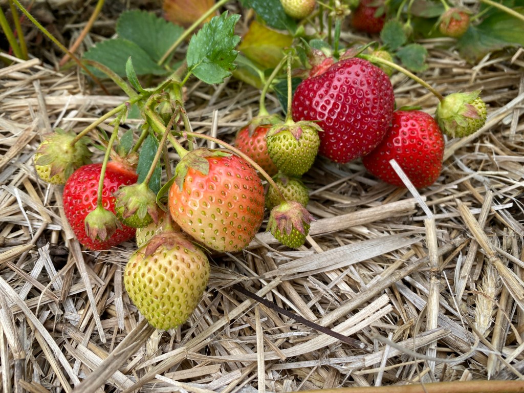 Strawberry Update, June 9,&nbsp;2024