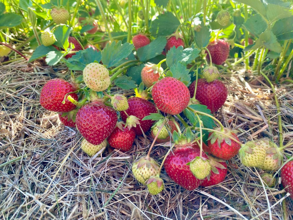 Strawberry Update, June 11,&nbsp;2024