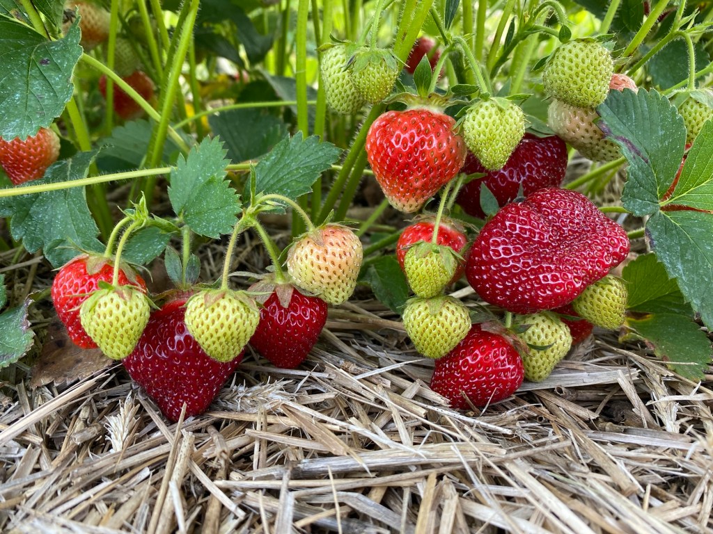 Strawberry Update, June 14,&nbsp;2024