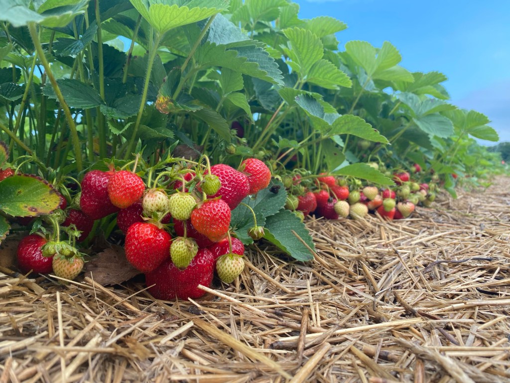 Strawberry Update June 16,&nbsp;2024