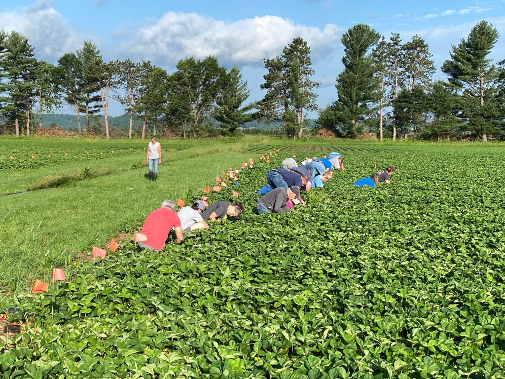 Strawberry Update June 18,&nbsp;2024