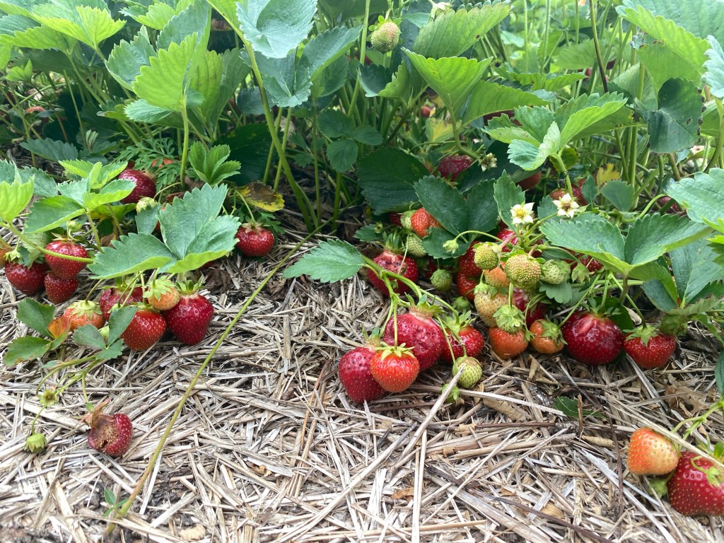 Strawberry Update June 21,&nbsp;2024