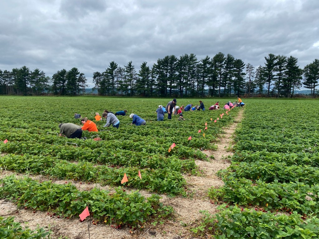Strawberry Update June 22, 2024 (Final Day of U-Pick&nbsp;6/23)