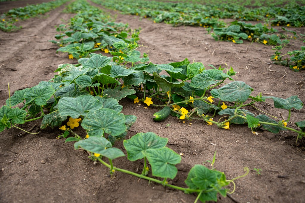 OPENING DAY AT ROADSIDE STAND IN ARKANSAW (MONDAY, JULY&nbsp;15TH)