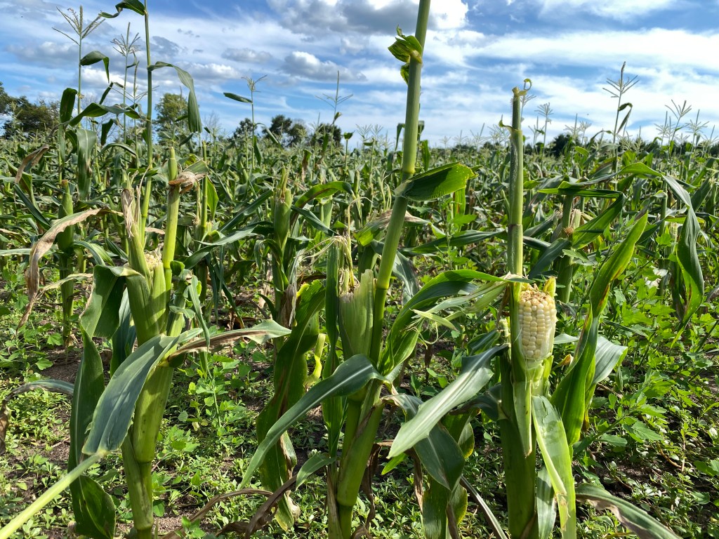 Produce Update August 12,&nbsp;2024