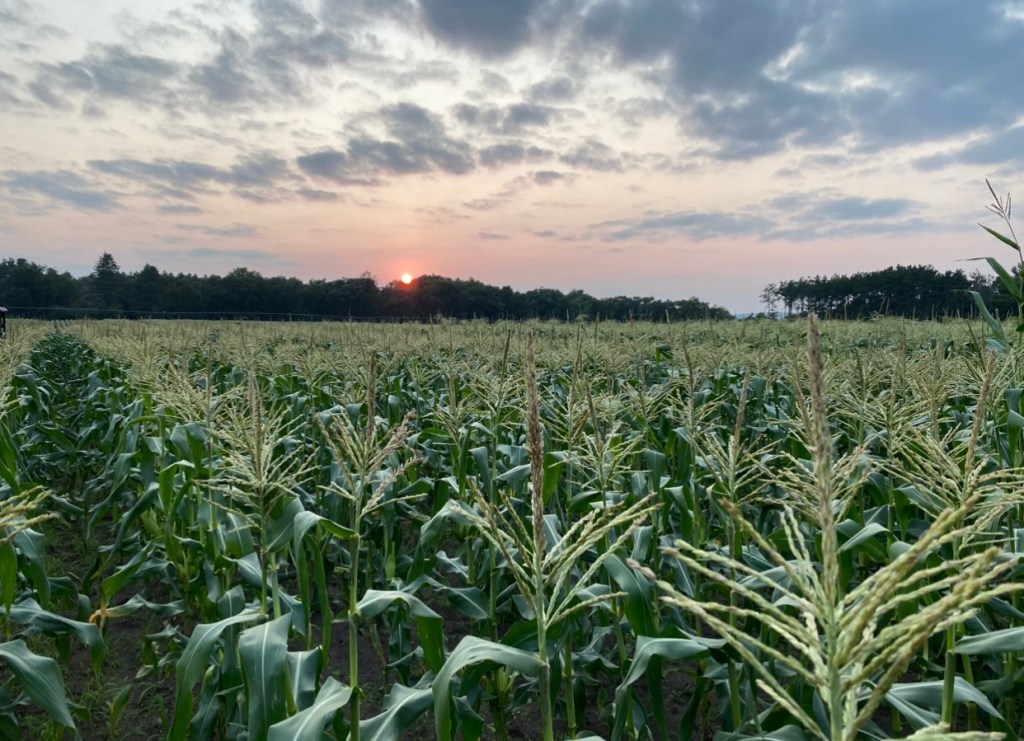 Sweet Corn Available Starting Tuesday, August&nbsp;13th