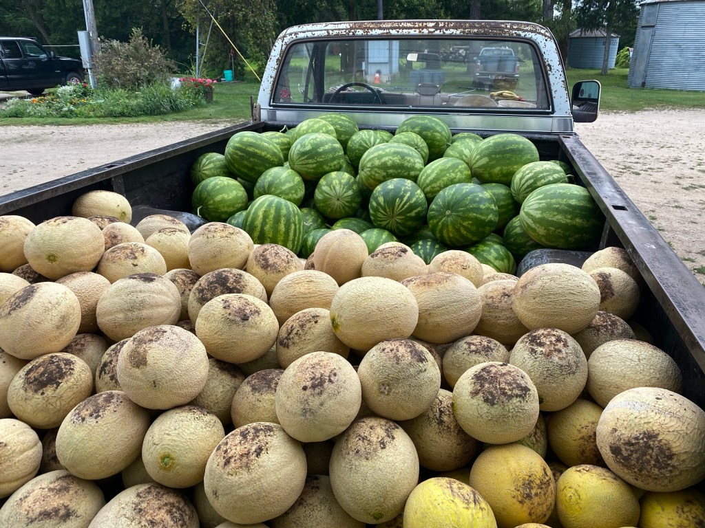 Produce Update August 20, 2024 (Melon Season is Here!&nbsp;🍈🍉)