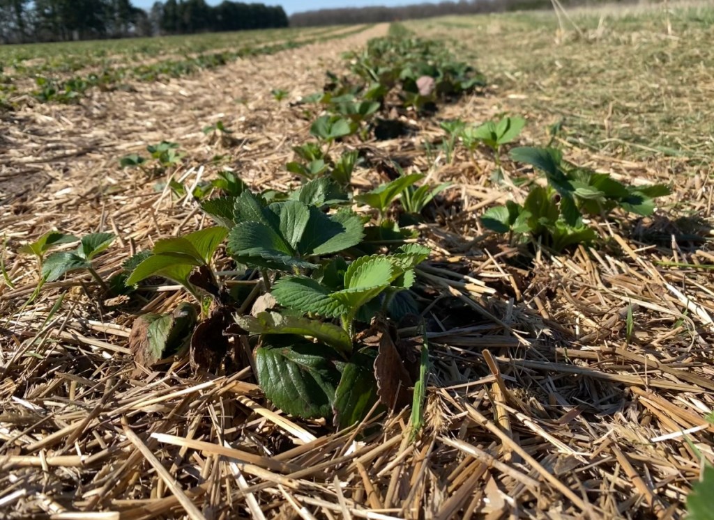 Produce Update April 30,&nbsp;2025