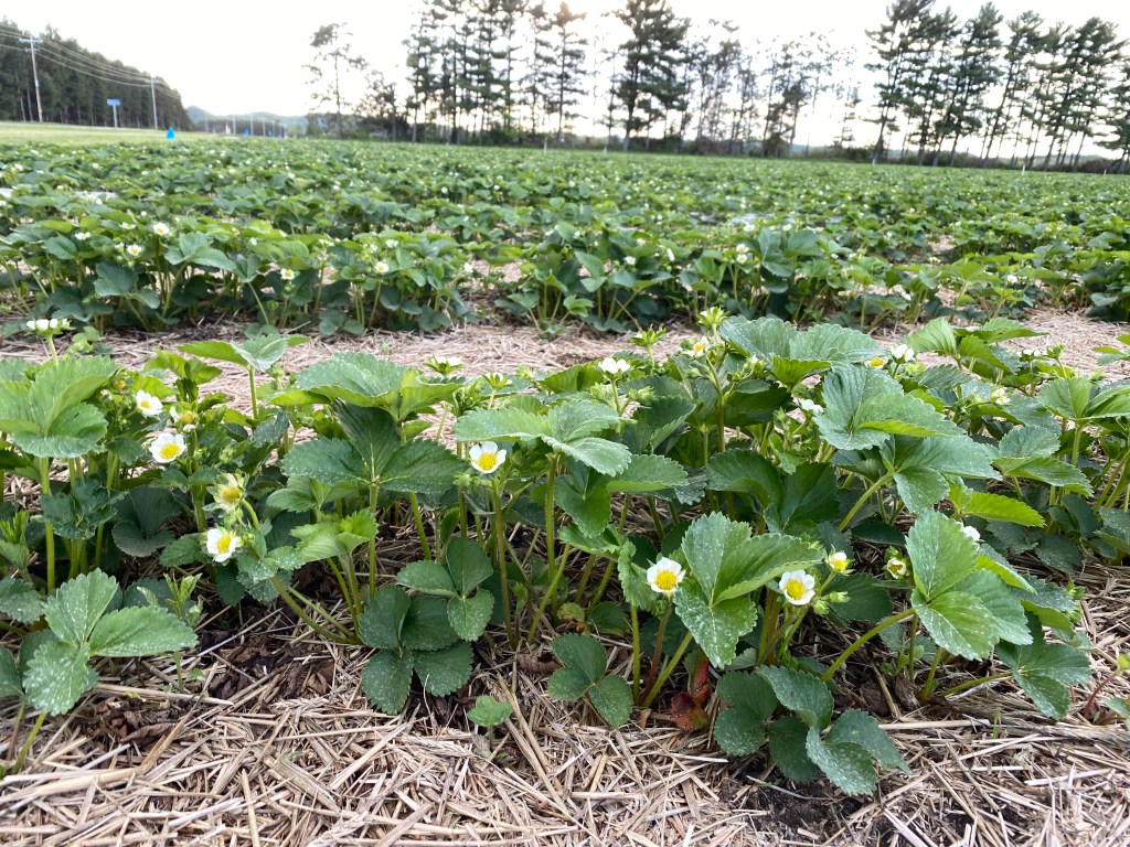 Strawberry Update May 22,&nbsp;2025