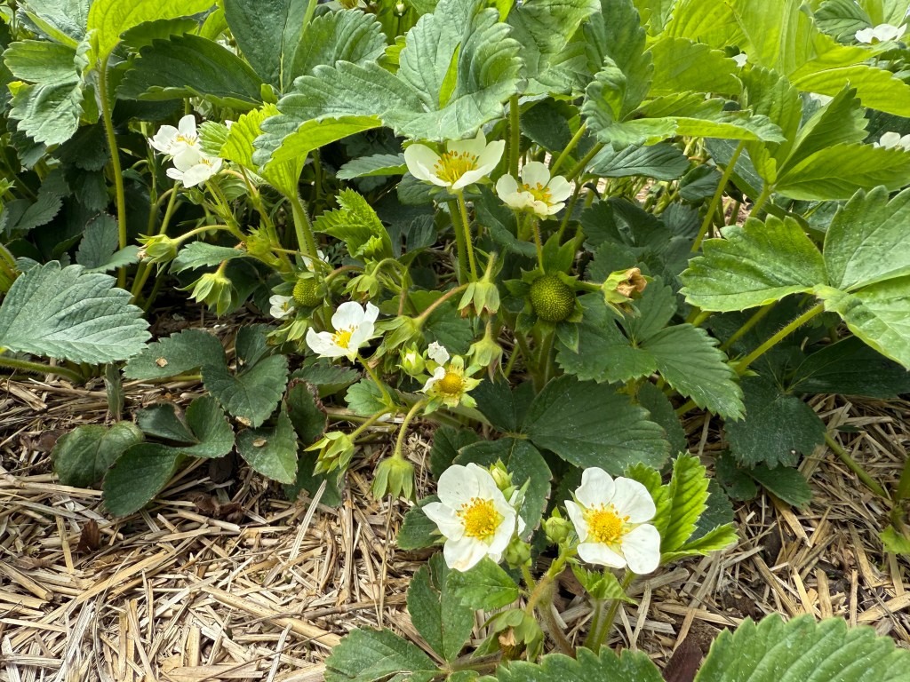 Strawberry Update May 29,&nbsp;2025