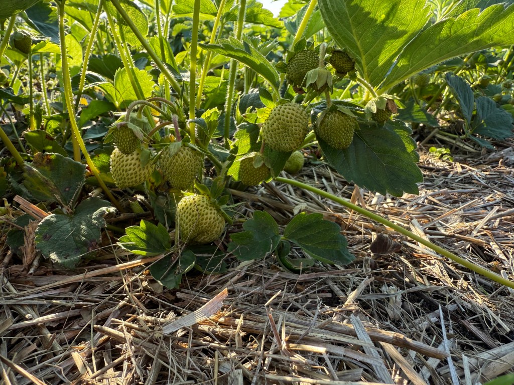 Strawberry Update June 6,&nbsp;2025