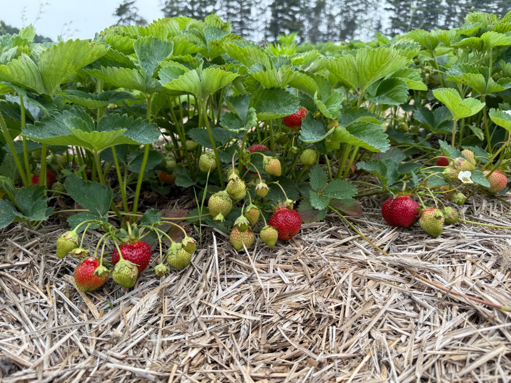 Strawberry Update June 12,&nbsp;2025
