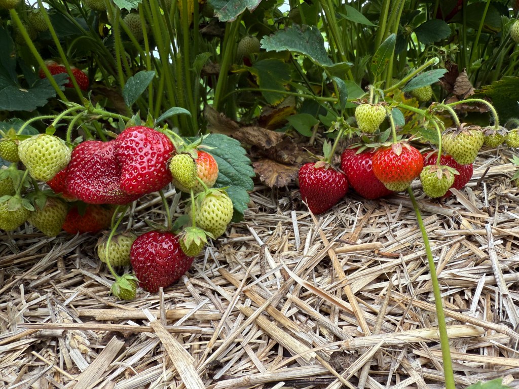 Strawberry Update June 16,&nbsp;2025