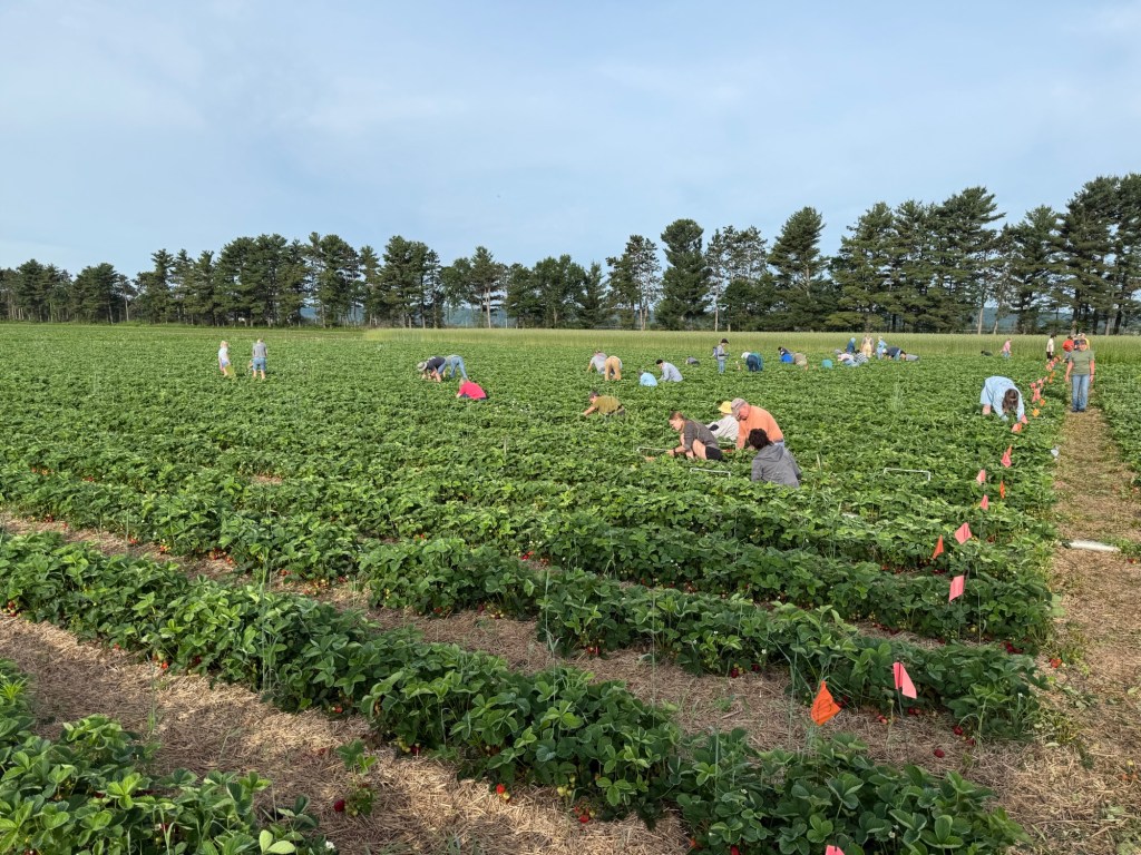 Strawberry Update June 17,&nbsp;2025