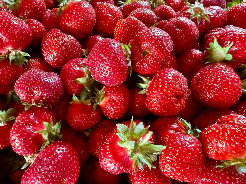 Strawberry Update June 18,&nbsp;2025