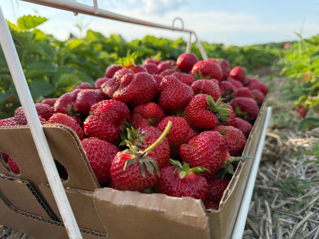 Strawberry Update June 21,&nbsp;2025