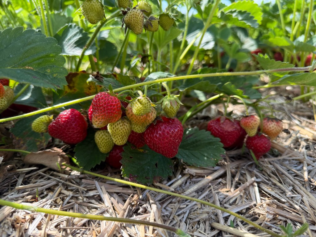 Strawberry Update June 19,&nbsp;2025