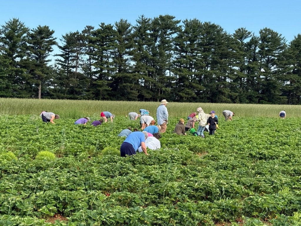 Strawberry Update June 20,&nbsp;2025