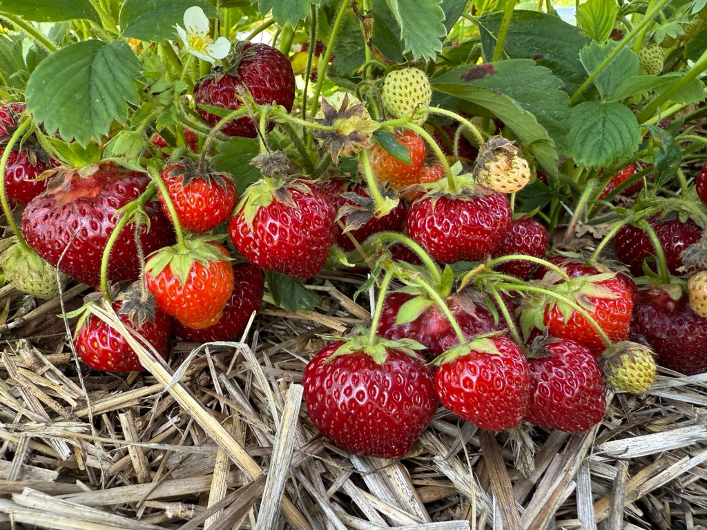 Strawberry Update June 22,&nbsp;2025