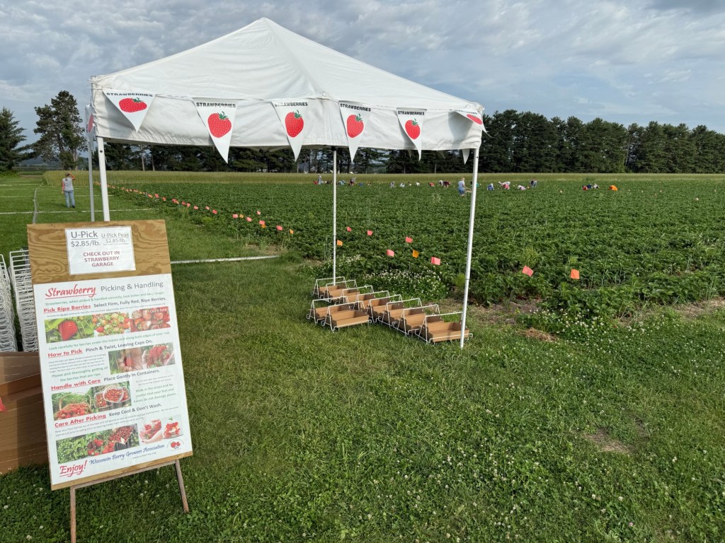 Strawberry Update June 24,&nbsp;2025