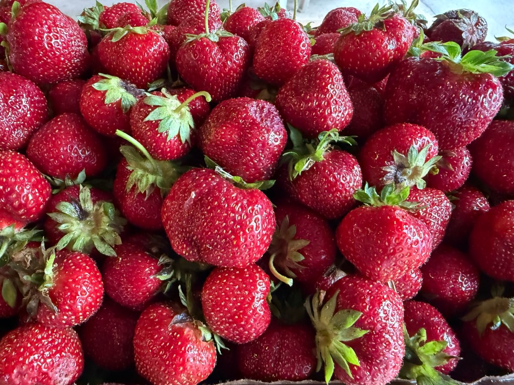 Strawberry Update June 25,&nbsp;2025