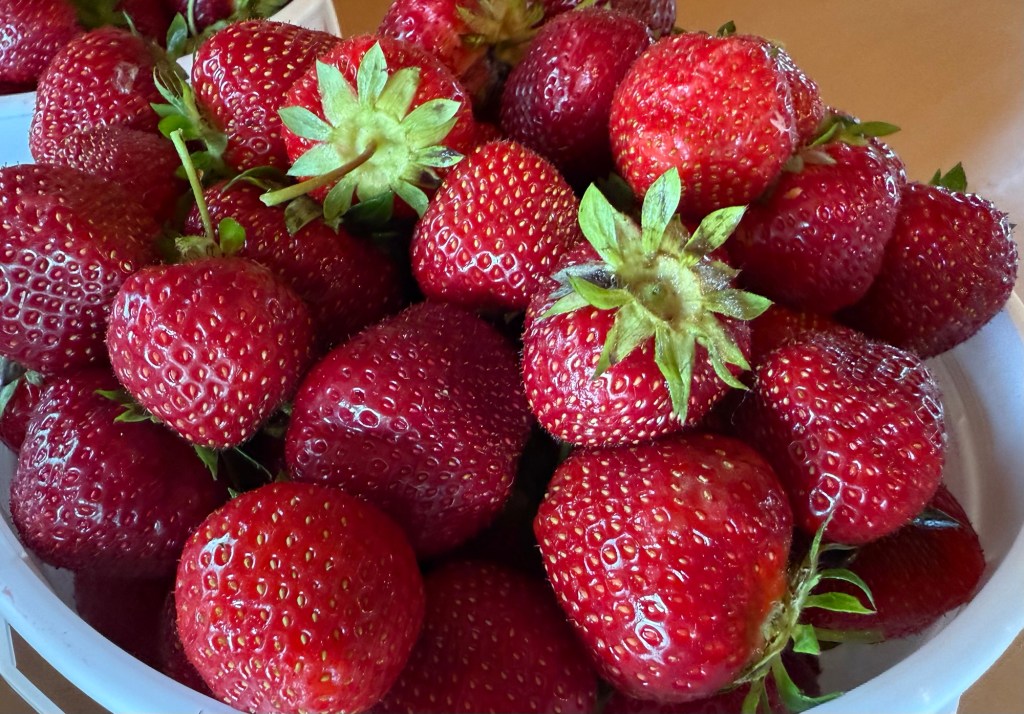 Strawberry Update June 26,&nbsp;2025